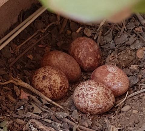 Huevos en el nido