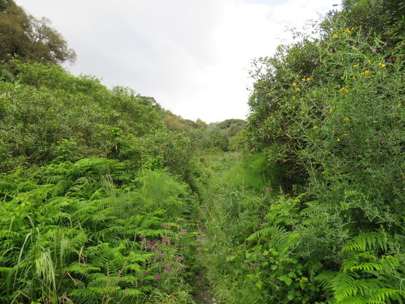 Imagen del Arroyo de Calamocarro