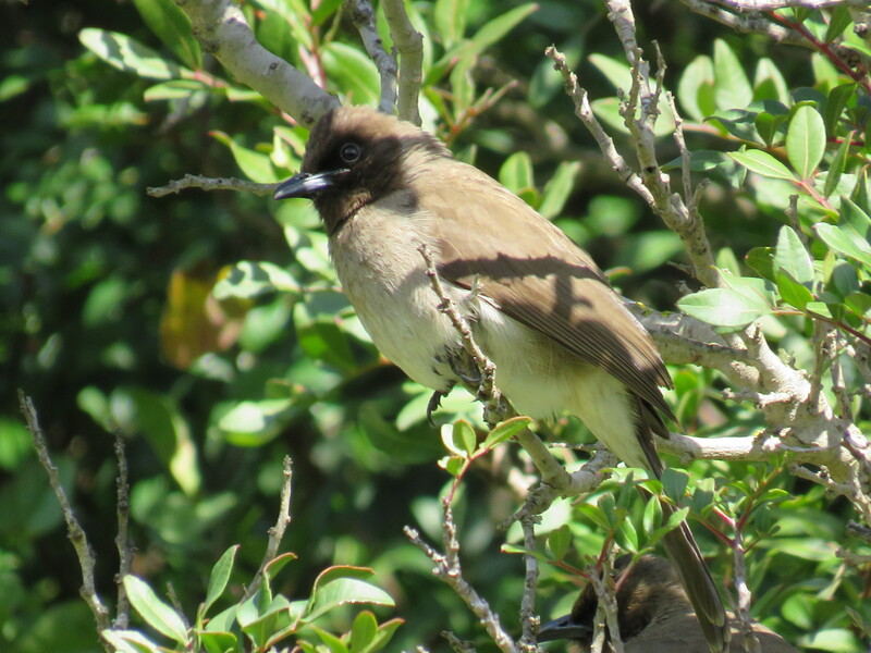 Bulbul naranjero