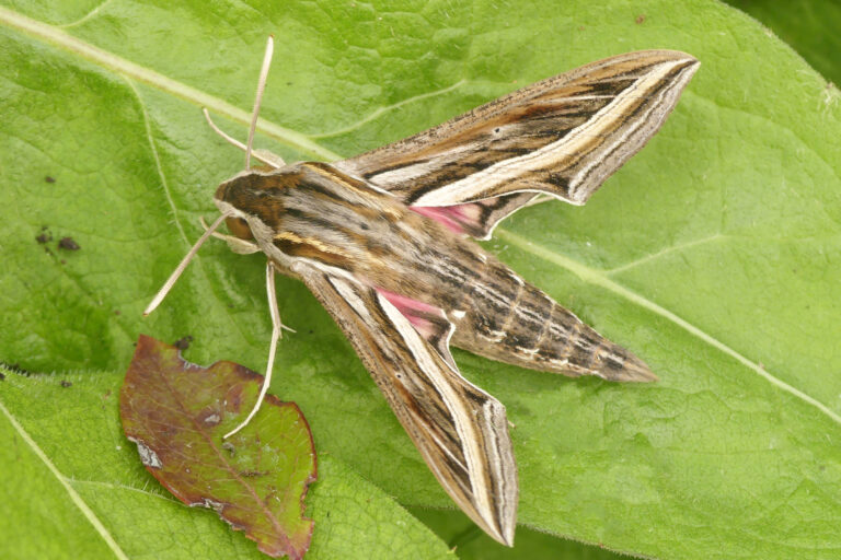 zerynthia-registra-200-especies-mariposas-nocturnas-ceuta-10