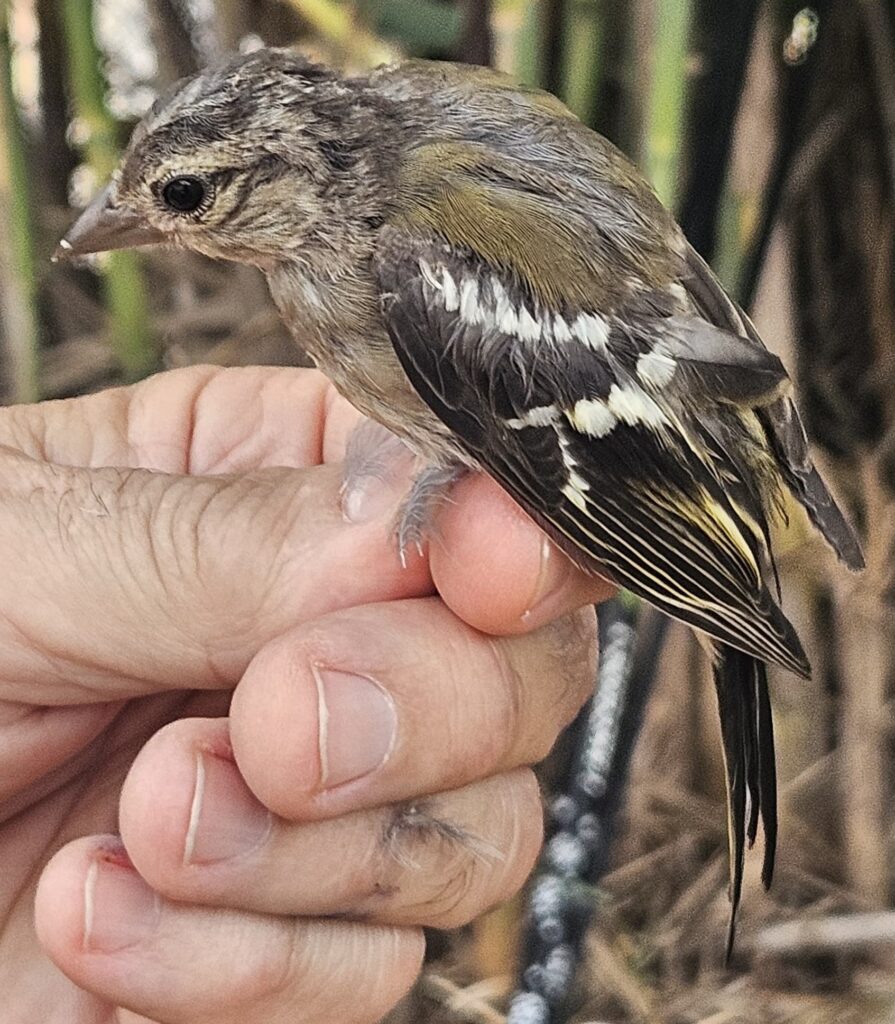 Pinzón magrebí, joven.