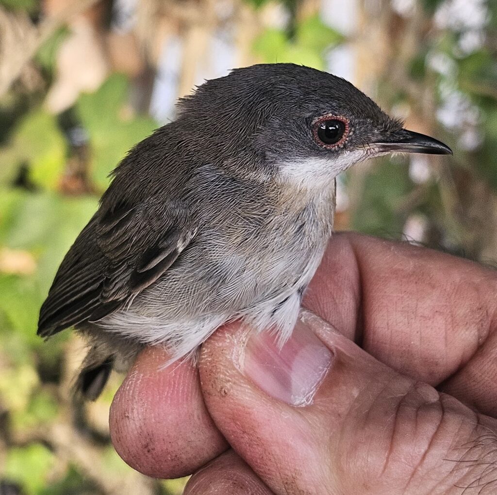 Curruca cabecinegra, joven.
