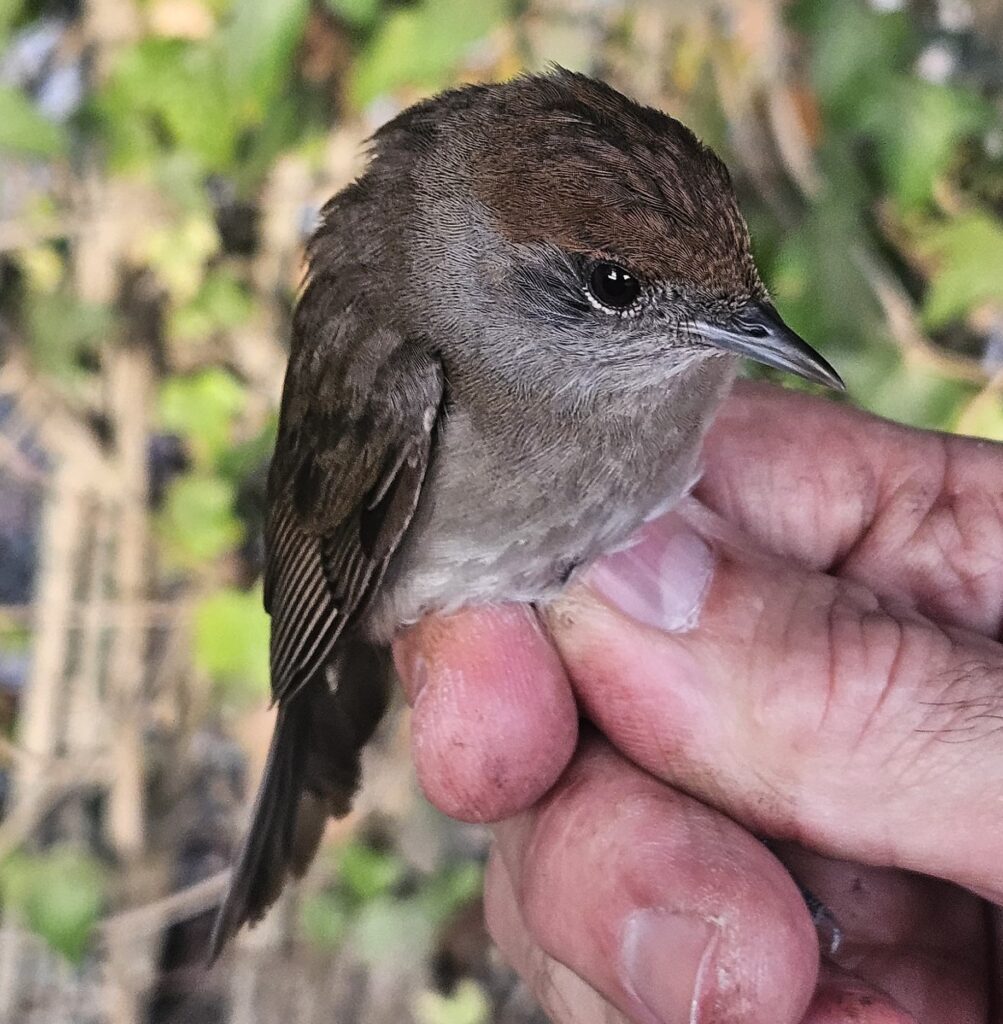 Curruca capirotada, joven.