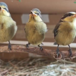 Pollos de herrerillo canario recuperados