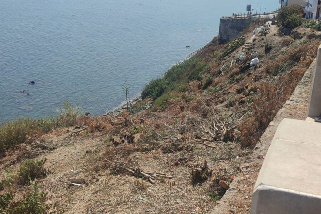Imagen de la tala de árboles en la ladera de la subida al Recinto