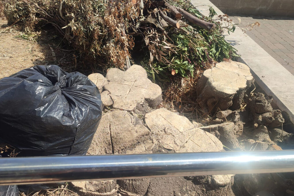 Detalle de tocones de árboles en la ladera de la subida al Recinto