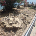 Imagen de la tala de árboles en la subida al Recinto