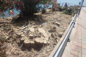 Imagen de la tala de árboles en la subida al Recinto
