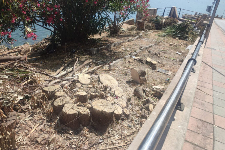 Imagen de la tala de árboles en la subida al Recinto