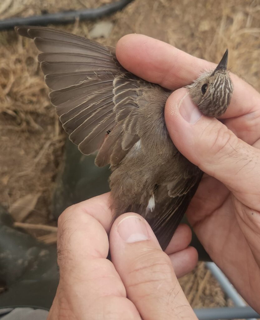 Ala extendida de papamoscas gris