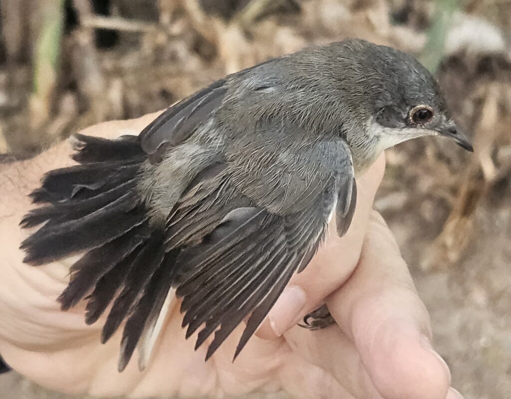 Curruca cabecinegra, pollo.