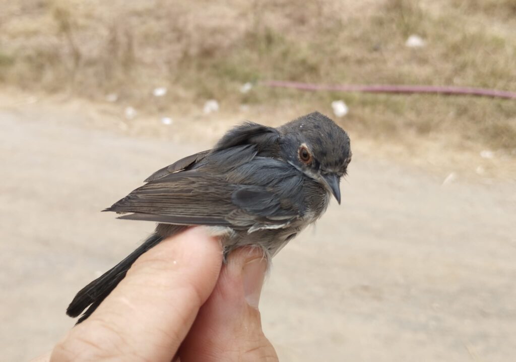 Curruca cabecinegra