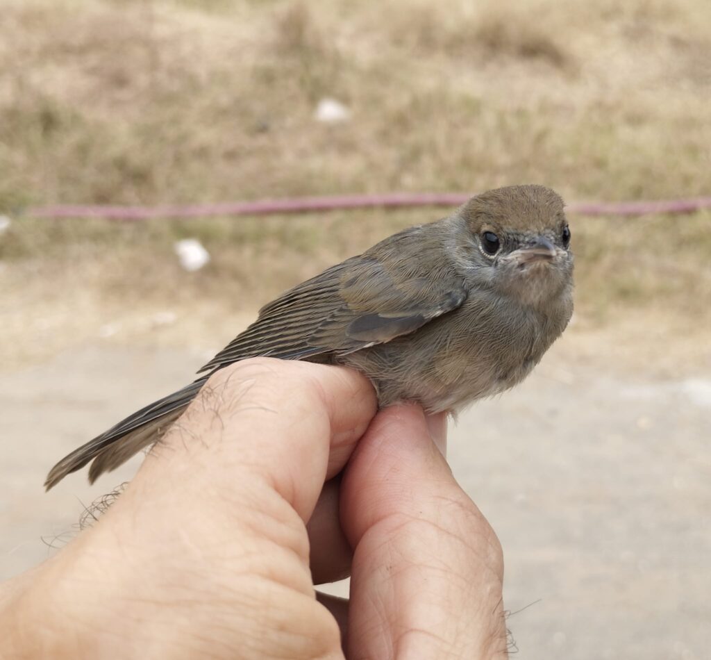 Curruca capirotada, joven.