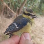 Herrerillo canario, joven