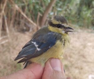 Herrerillo canario, joven