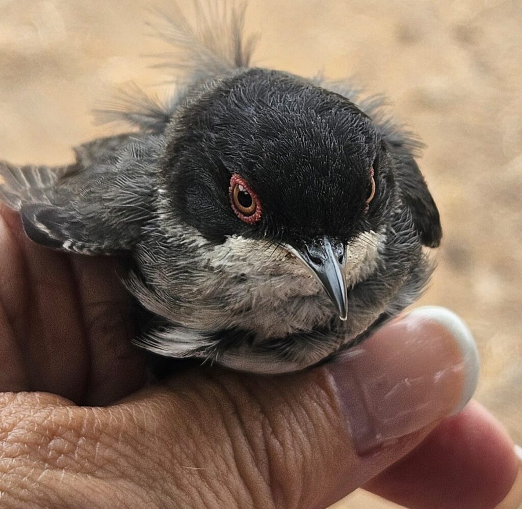 Curruca cabecinegra, macho adulto