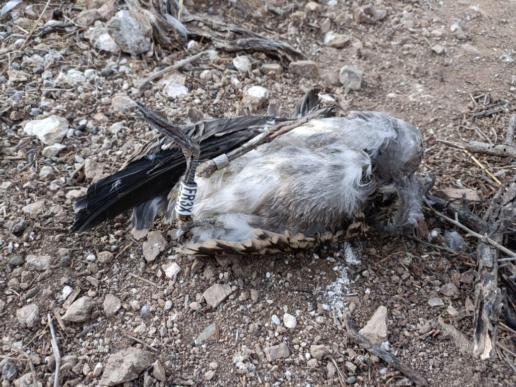 Pollo de gaviota de Audouin muerto
