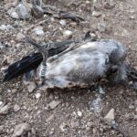 Pollo de gaviota de Audouin muerto