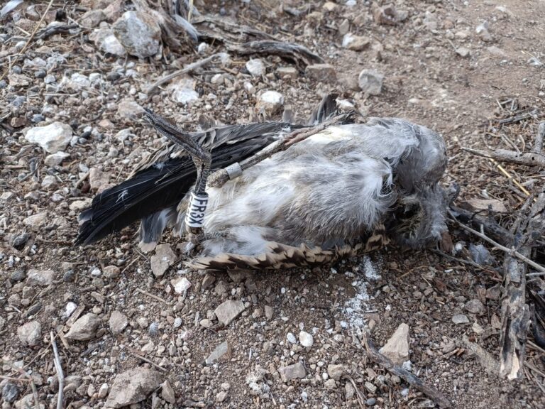 Pollo de gaviota de Audouin muerto