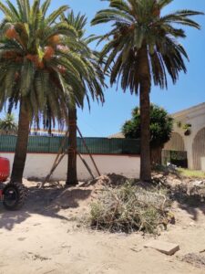 Imagen de las obras de extracción de vegetación existente en el lugar