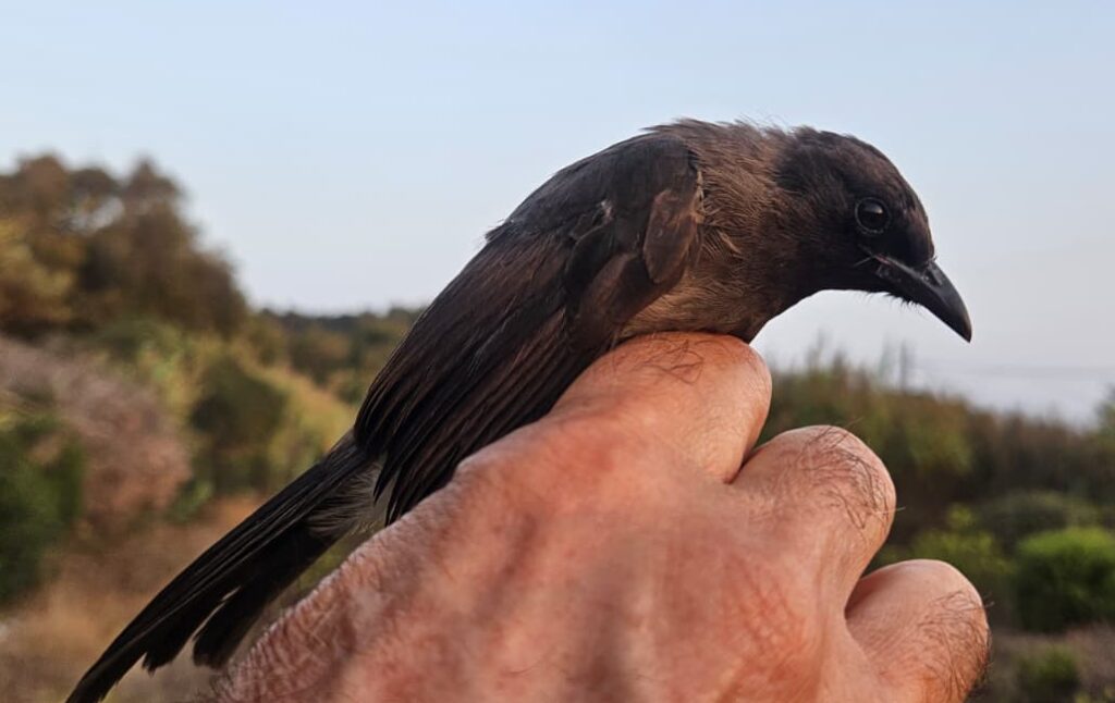 Bulbul naranjero joven