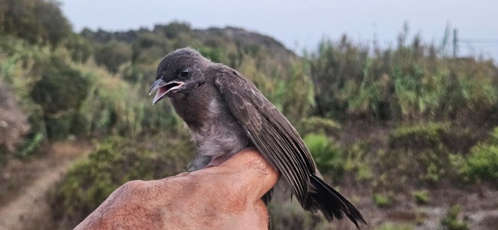 Bulbul naranjero, pollo