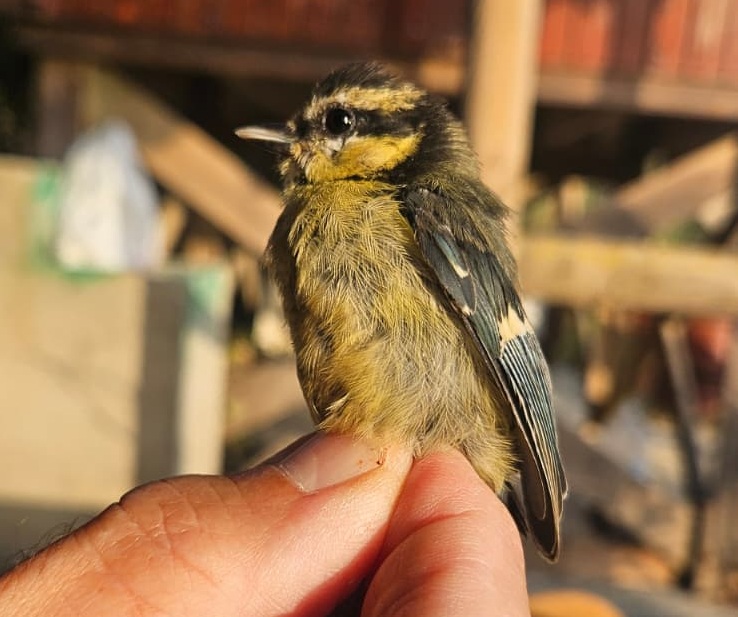Herrerillo canario, joven
