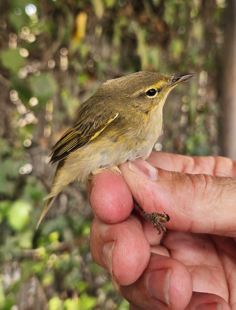 Mosquitero ibérico