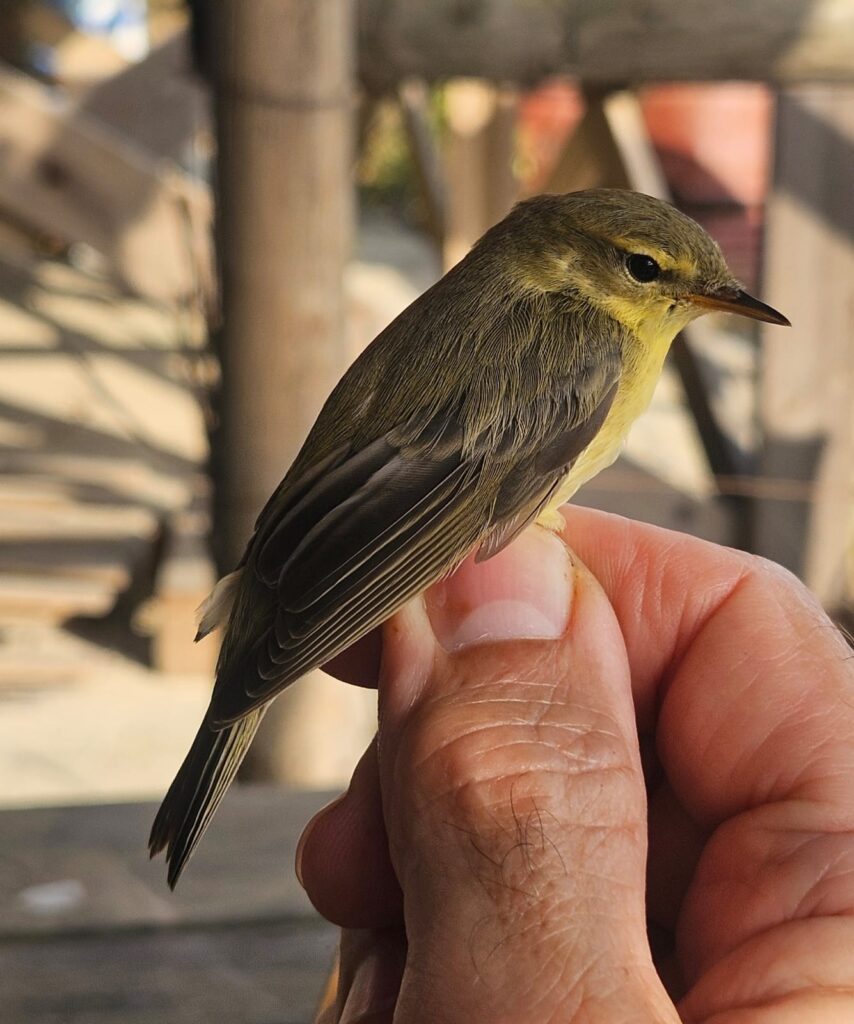 Mosquitero musical