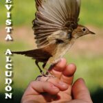 Portada revista Alcudón 22
