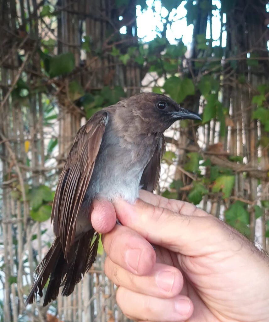 Bulbul naranjero