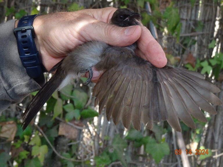 Bulbul naranjero