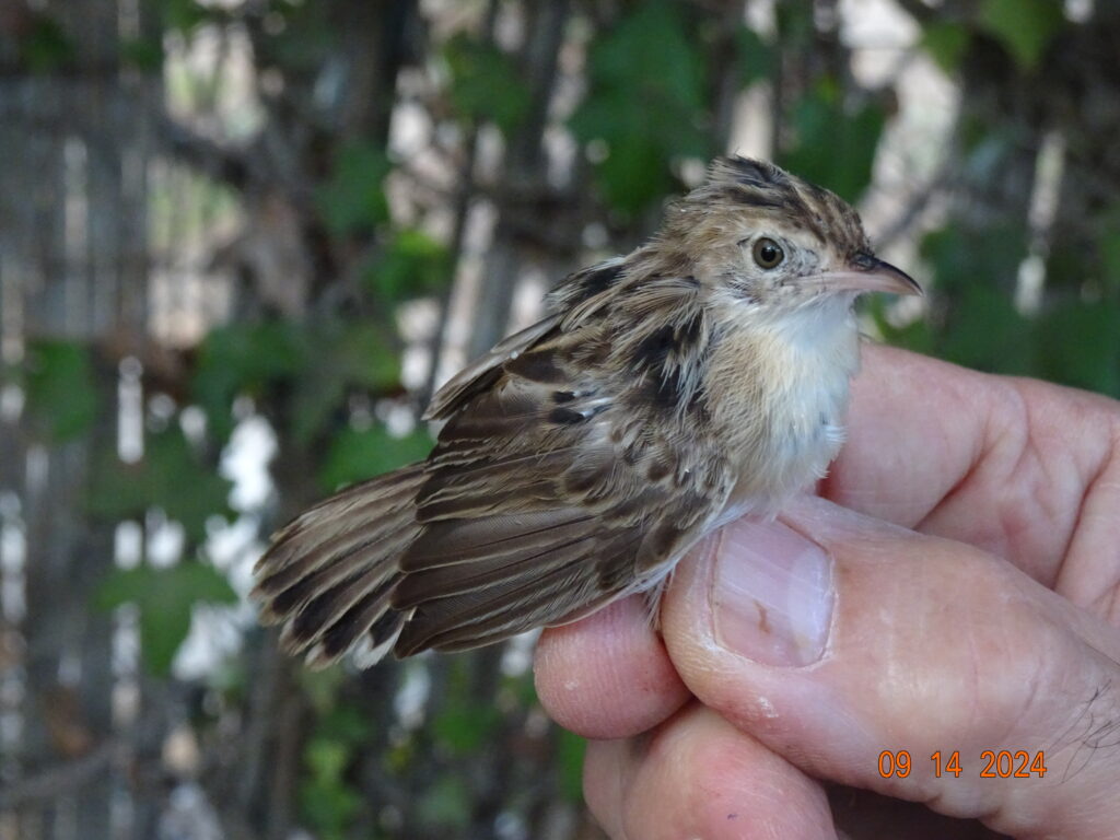 Cisticola buitrón