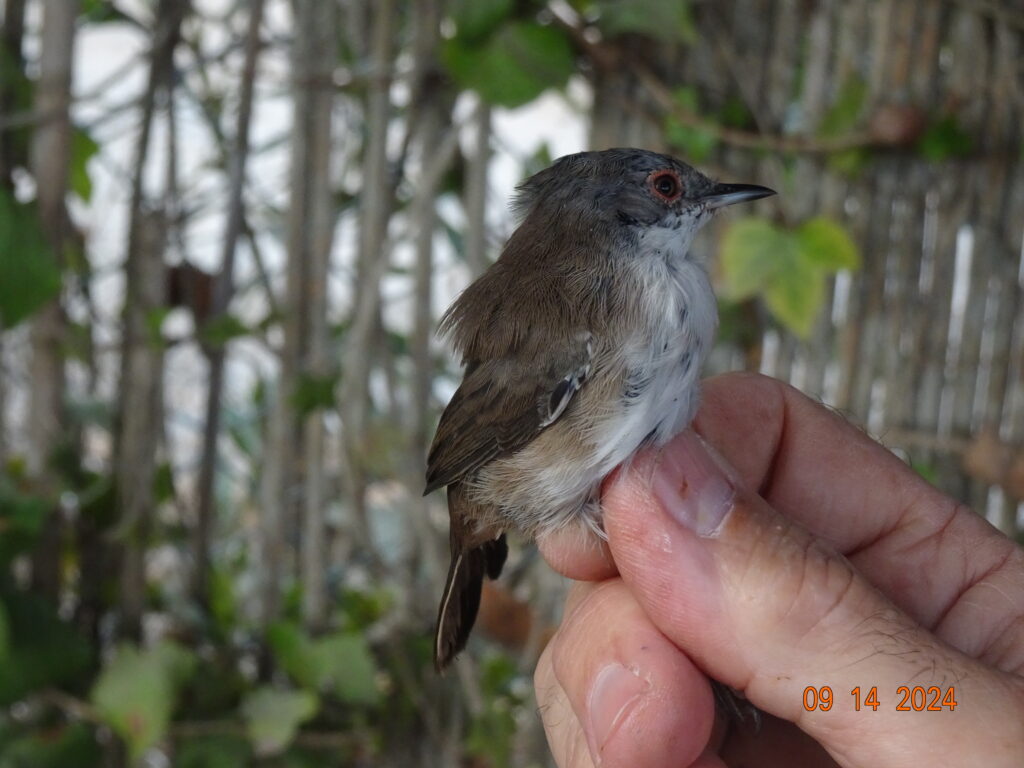 Curruca cabecinegra hembra