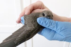 Foto de vencejo en rehabilitación