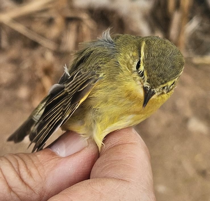 Mosquitero musical