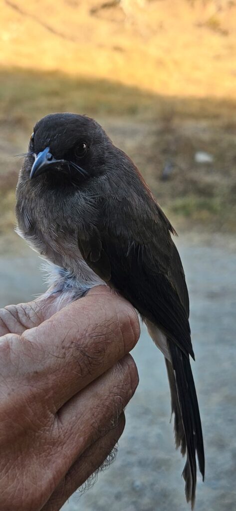 Bulbul naranjero
