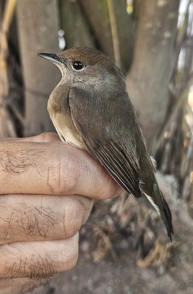 Curruca capirotada, hembra