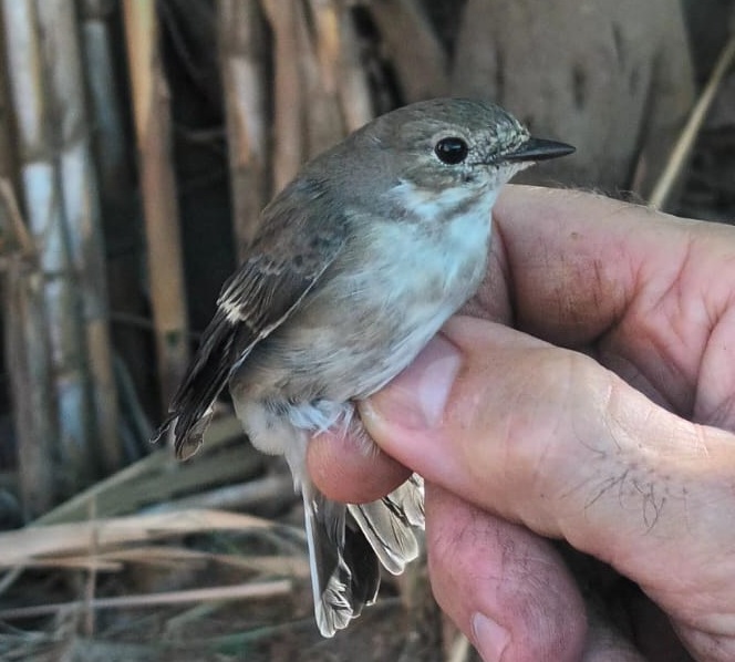 Papamoscas cerrojillo