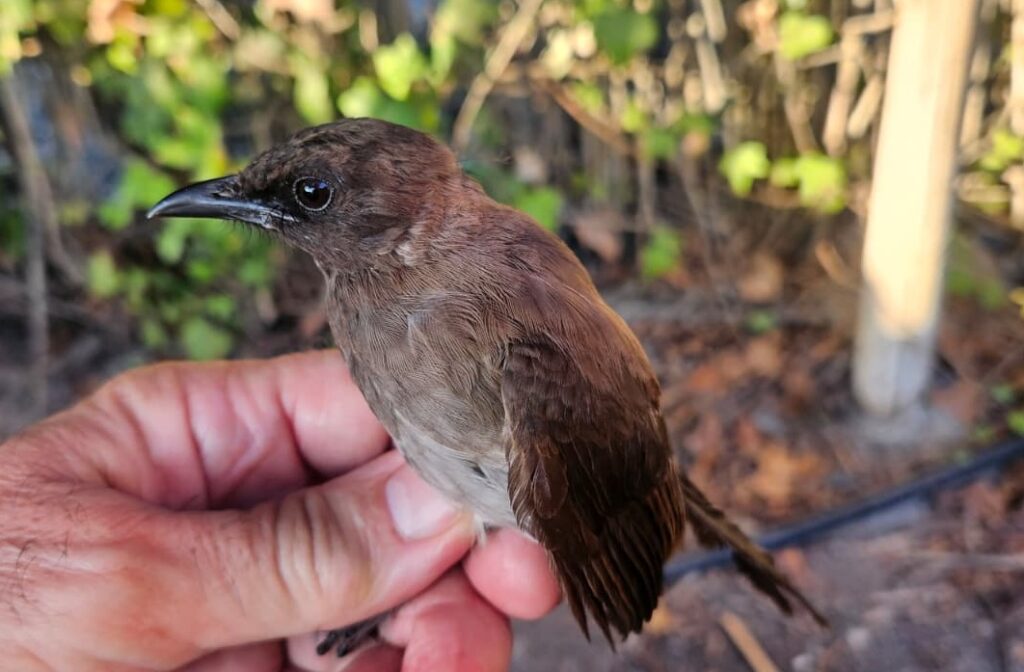 Bulbul naranjero