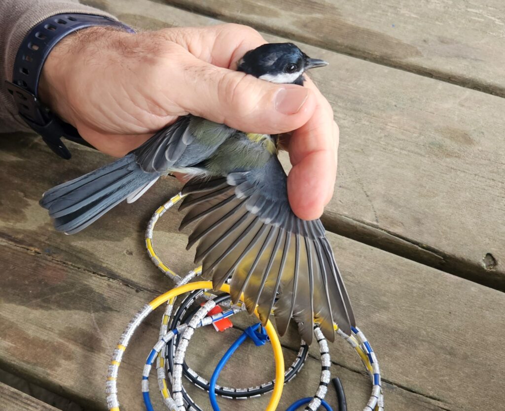 Examinando el estado del plumaje del ala de un carbonero común
