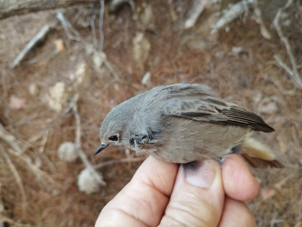 Colirrojo tizón hembra