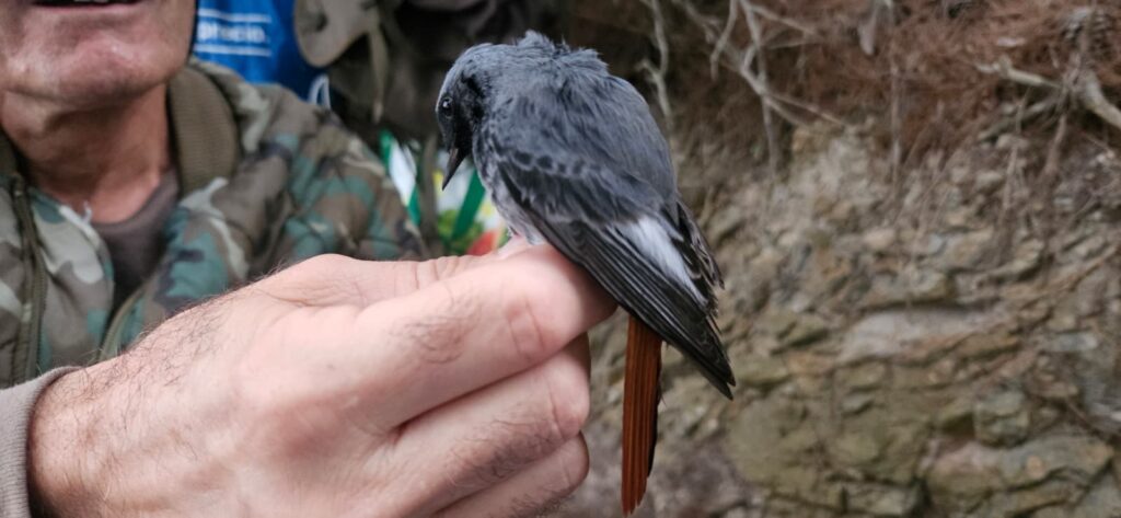 Colirrojo tizón macho