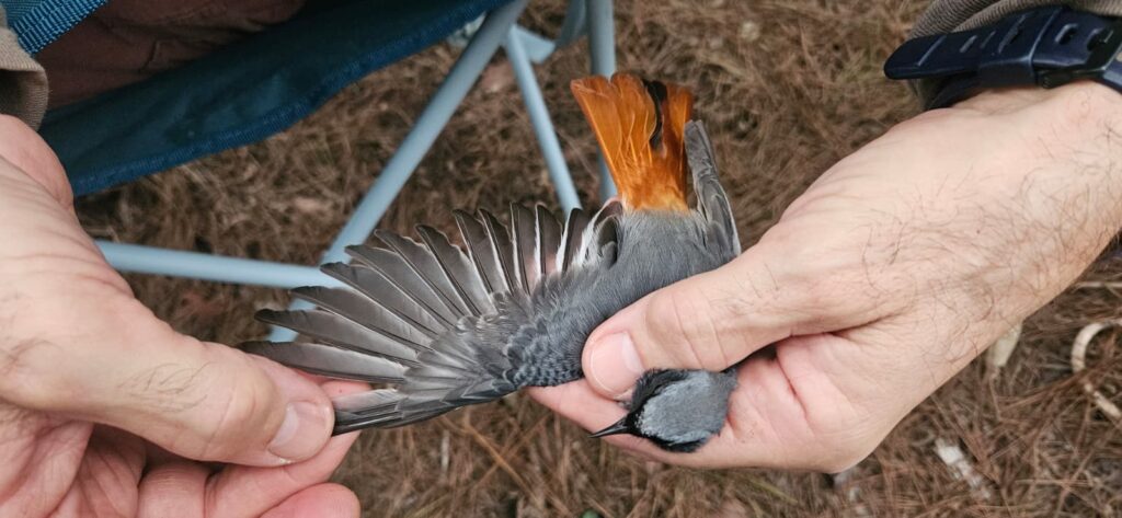 Colirrojo tizón macho detalle ala extendida
