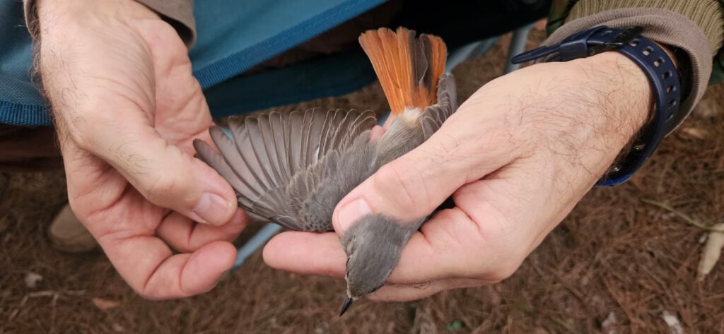 Colirrojo tizón hembra detalle ala extendida