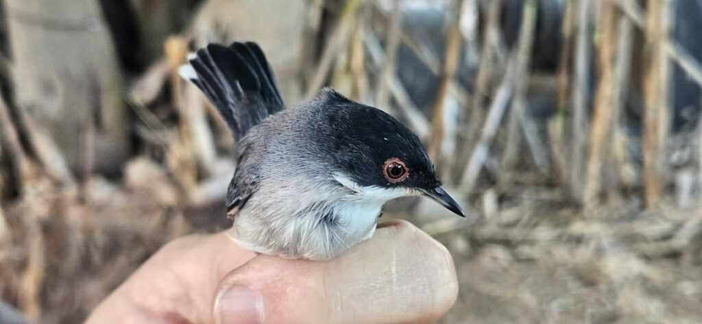 Curruca cabecinegra macho