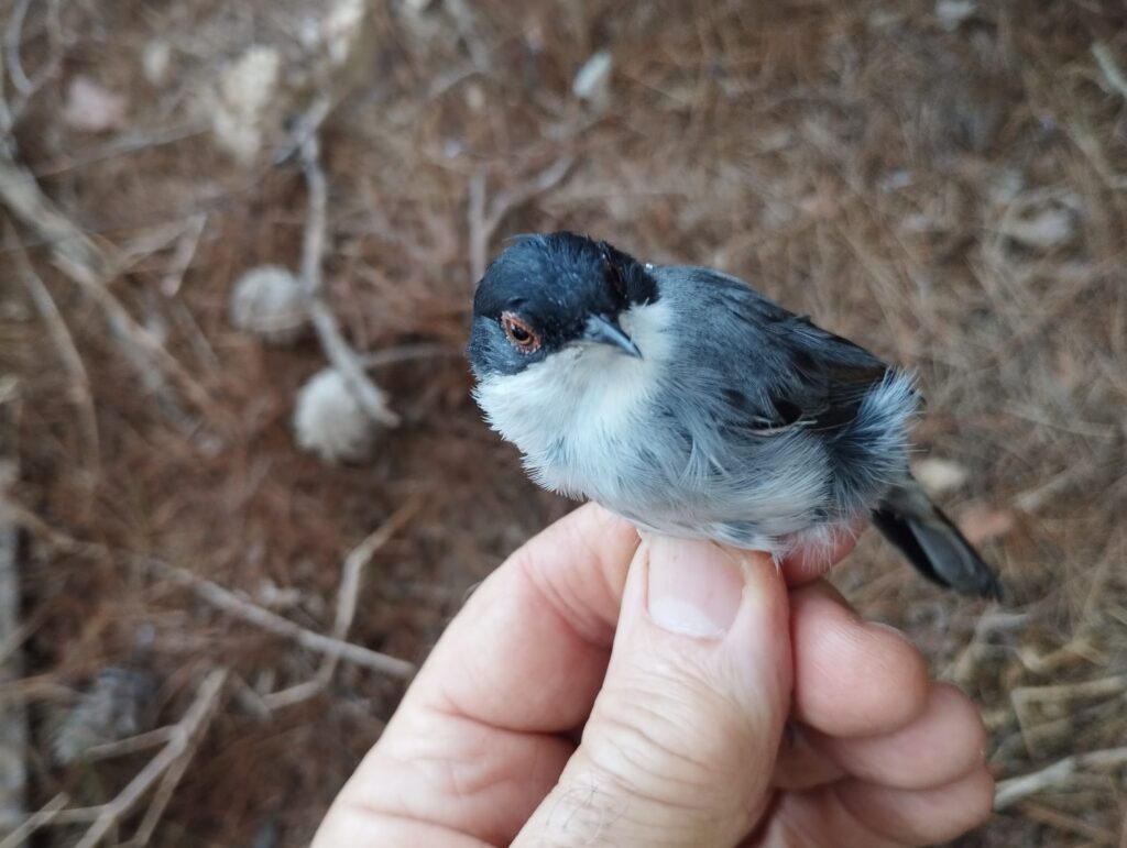 Curruca cabecinegra, macho