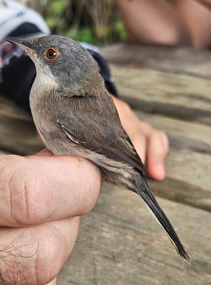 Curruca cabecinegra hembra