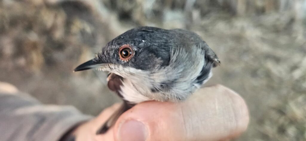 Curruca cabecinegra hembra