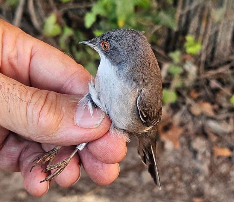 Curruca cabecinegra hembra